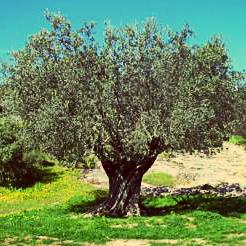 Maslinari